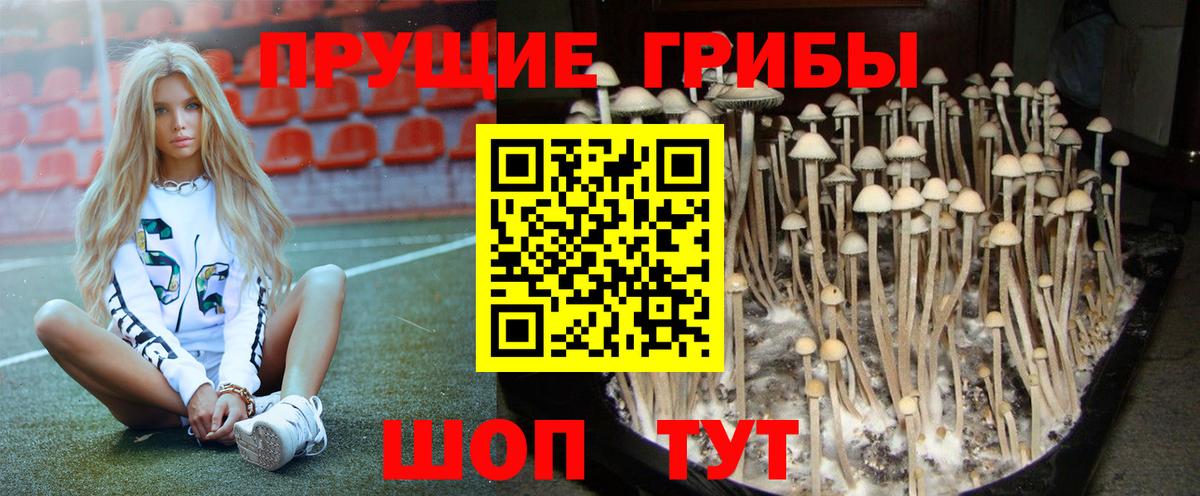 Псилоцибиновые грибы Cubensis Сальск